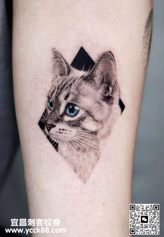 ��̷��è����ͼ��